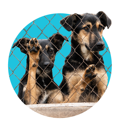 Adopcia psa z útulku - ako sa na ňu pripraviť?