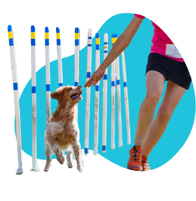 Agility pre psa - požiadavky, vybavenie, tipy