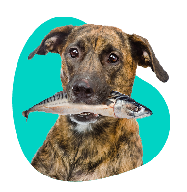 Aké bielkoviny vybrať pre svojho psa