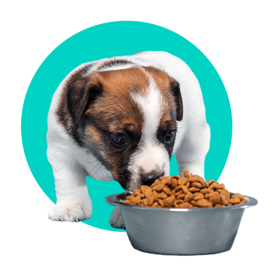 Aké krmivo vybrať pre šteňa - 5 najlepších krmív pre šteňatá