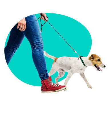 Ako naučiť psa poslušnosti? Rady behavioristov