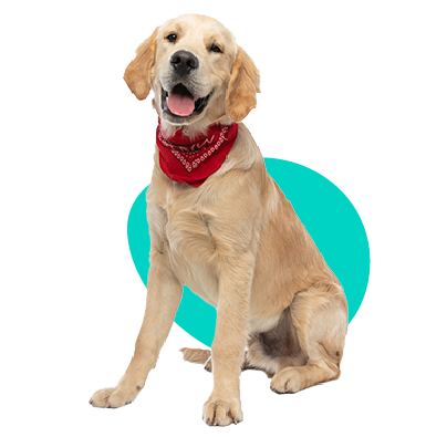 Ako posilniť imunitu psa - cenné tipy