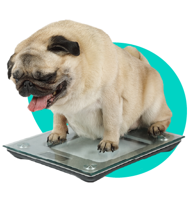 Ako riešiť nadváhu a obezitu u psa?