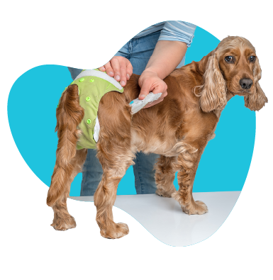 Ako spoznať koniec hárania - príznaky a správanie suky