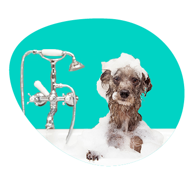 Ako správne a ako často kúpať psa?