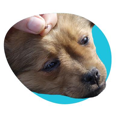 Ako správne a bezpečne odstrániť kliešťa u psa