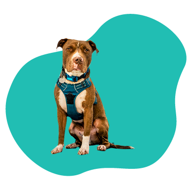 Ako vybrať správnu veľkosť postroja pre vášho psa?