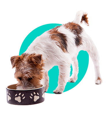 Aký je najlepší olej pre vášho psa?