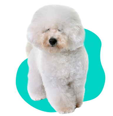 Bichon Frise
