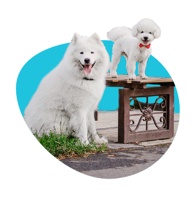 Biely pes - 10 najobľúbenejších plemien