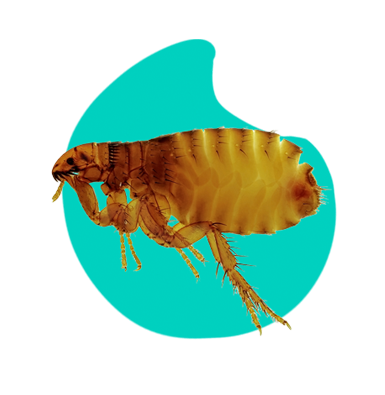 Blchy: ako sa zbaviť bĺch vo vašej domácnosti?