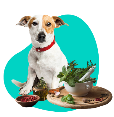 Bylinky a korenia pre vášho psa: je to dobrý nápad?