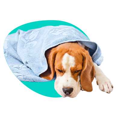 Choroby psov - čo najčastejšie trápi našich domácich miláčikov?