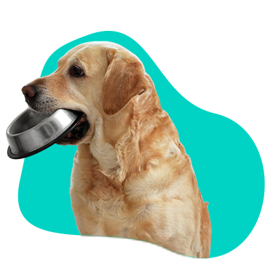 Čo by mal pes jesť? Hlavné zásady kŕmenia