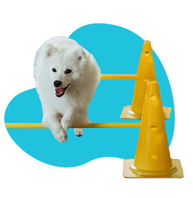 Čo je to fitness pre psov?