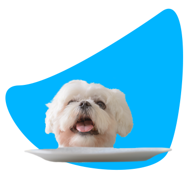 Čo môže jesť maltézsky psík?