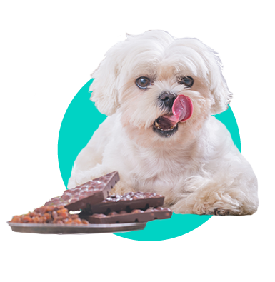 Čo robiť, ak váš pes zje čokoládu?