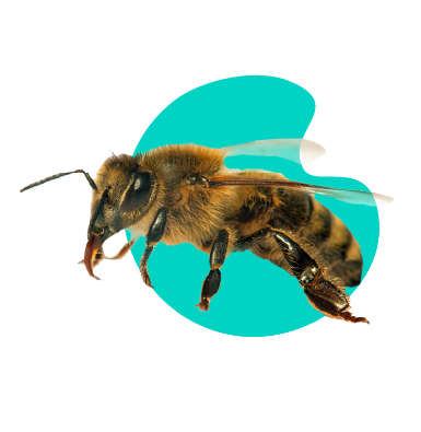 Čo robiť, ak vášho psa uštipne včela alebo osa?