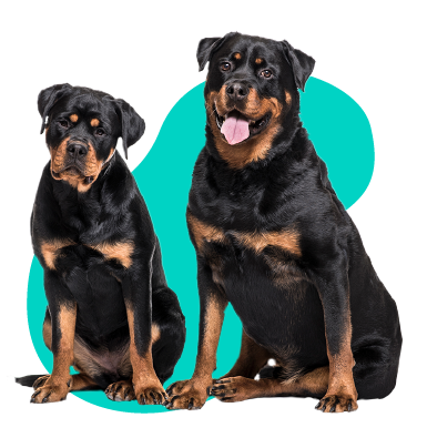 Cystitída u psa: príčiny, príznaky, liečba