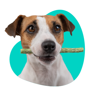 Doplnky stravy a pochúťky pre psov