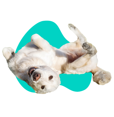 Doplnky stravy pre psov na kĺby - ktoré si vybrať?