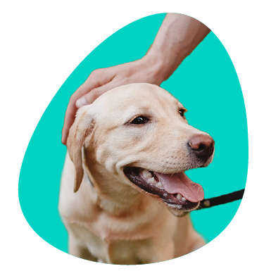 Dotýkanie psa - ako sa bezpečne dotýkať psa?