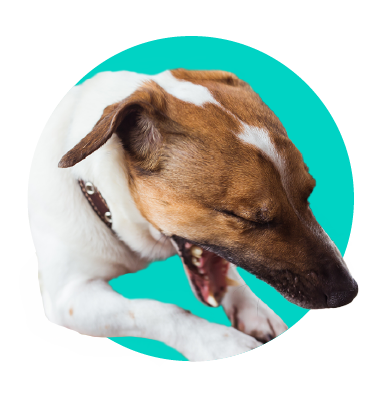 Emfyzém u psa - čo to je, ako ho rozpoznať a liečiť?