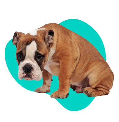 Excízia penisu u psa - čo to znamená a ako ju liečiť?