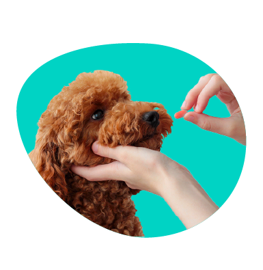 Gabapentín pre psov - indikácie, dávkovanie a vedľajšie účinky