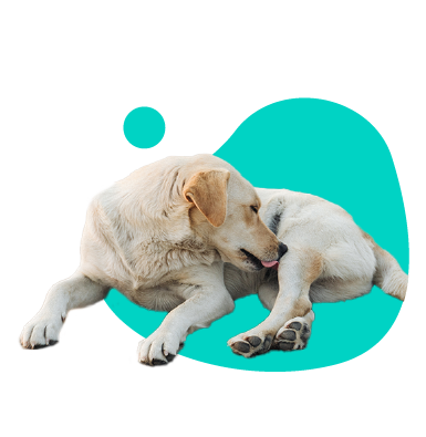 Inkontinencia stolice u psa - čo ju môže spôsobiť a ako ju liečiť?