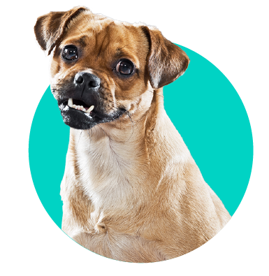 Je hypoalergénne krmivo pre psov dobré?