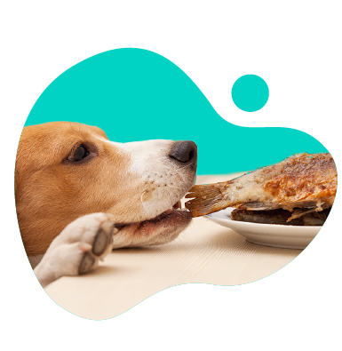 Kapor pre psov - môže pes jesť kapra?