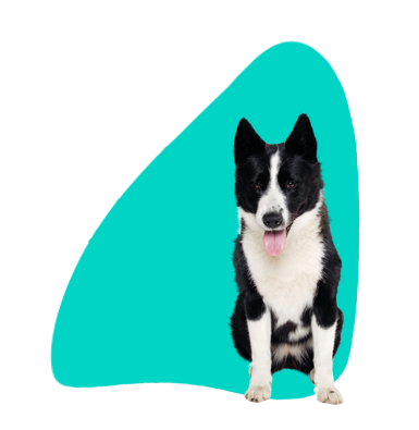 Karelský medvedí pes