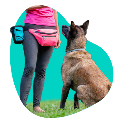 Kedy začať s výcvikom šteňaťa?