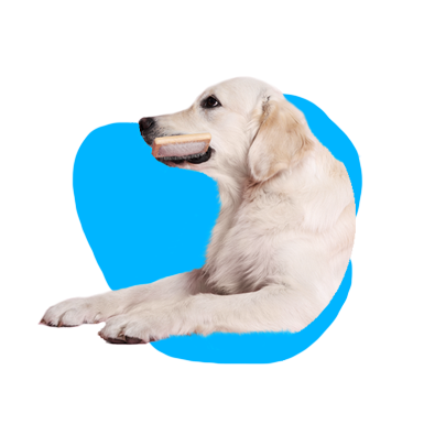 Kefa na česanie psa - aký vybrať?