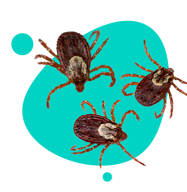 Kliešte: druhy, štruktúra, choroby prenášané kliešťami