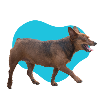 Koľko kilometrov môže pes ujsť? Pešia turistika so psom