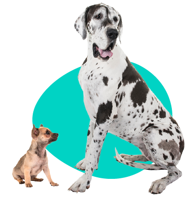 Koľkokrát denne by som mal kŕmiť svojho psa?