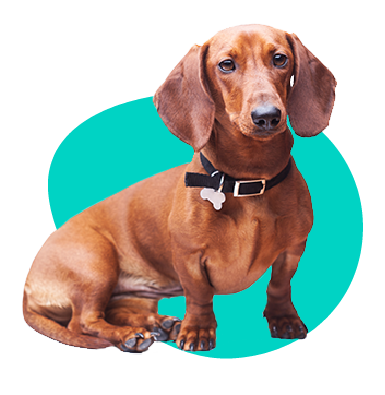 Krátkosrstý jazvečík