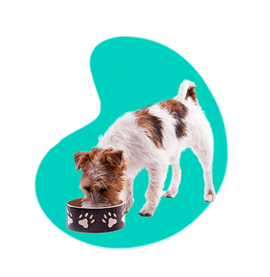 Krúpy pre psov: môžu krúpy vášmu psovi ublížiť?