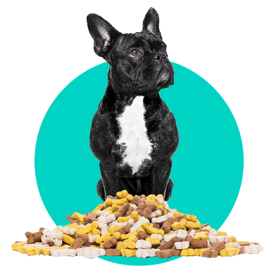 Ktoré doplnky a vitamíny by ste mali vybrať pre svojho psa?