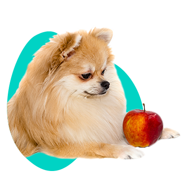 Ktoré ovocie môže pes jesť a ktoré nie?