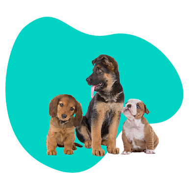 Kúpa čistokrvného psa - ako rozumne kúpiť šteňa