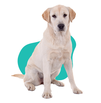 Labradorský retriever