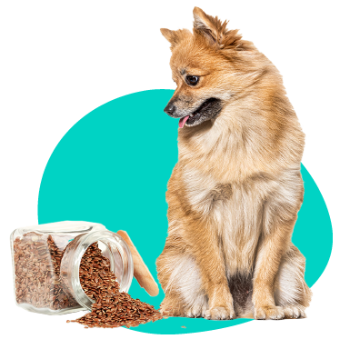 Ľanové semienko pre psa: vlastnosti, účinky na zdravie