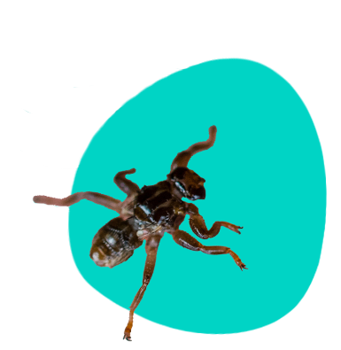 Lietajúce kliešte alebo kloš jelení - sú nebezpečné?