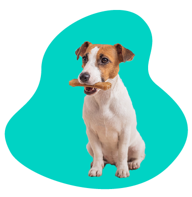 Maškrty pre psov: aké maškrty budú pre vášho maznáčika najlepšie?