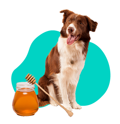 Med pre psa - môže váš pes jesť med?