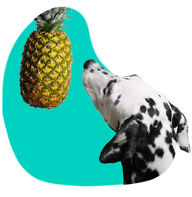 Môže pes jesť ananás?