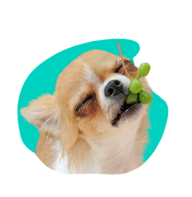 Môže pes jesť hrozno? Rozhodne nie!